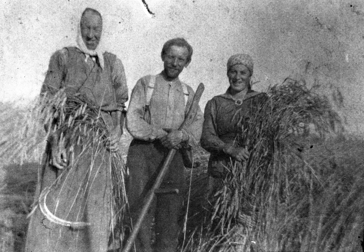Anno Domkirkeodden, SKURONN, GRUPPE: 3 FRA VENSTRE: BUDEIE LINA ANDERSEN SKJÆRER KORN MED SKYRU, VILHELM PETTERSEN MED LJÅ, KRISTINE HÅRSTAD BINDER BAND, HÅRSTAD VESTRE