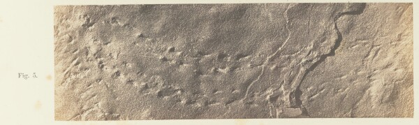 Unknown, Plate 40. Figure 5