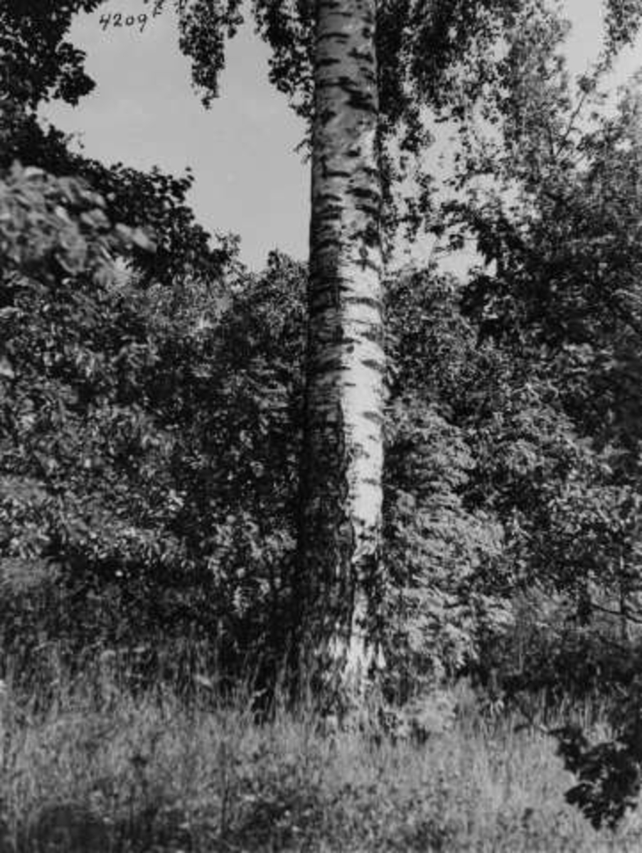 Anders Beer Wilse, -7182