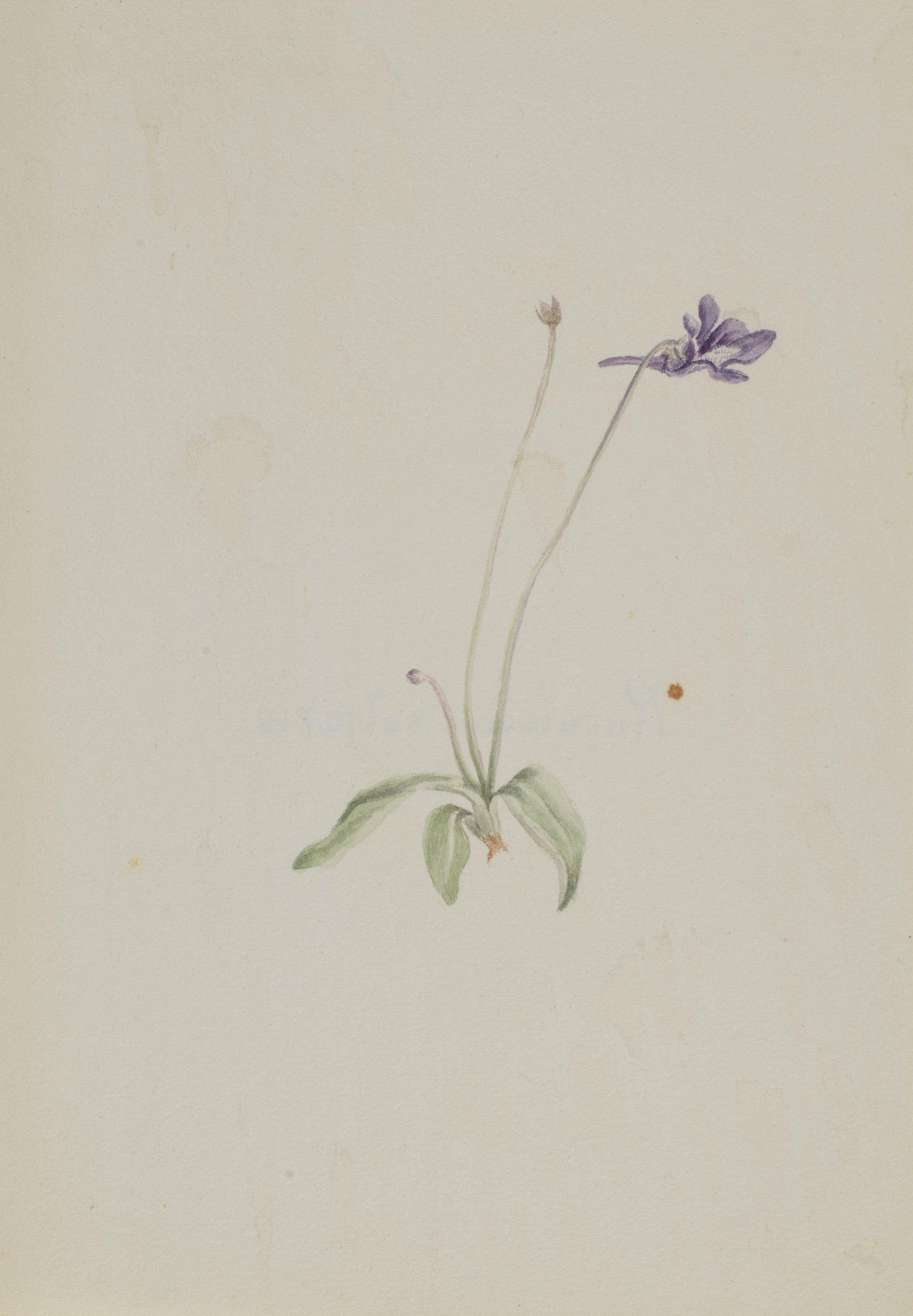 Mary Vaux Walcott, Pinguicula vulgaris
