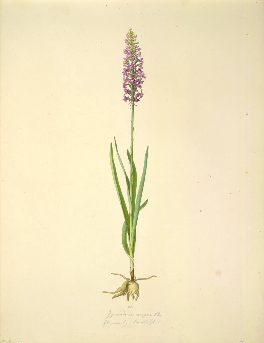 AugustRokert, Gymnadenia conopsea R. Br. - Fliegen-Händelwurz