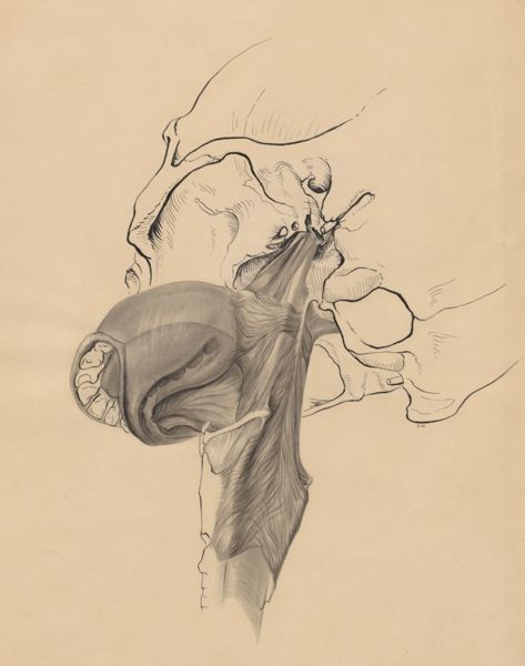 J Wetselaar-Whittaker, Musculoskeletal system of the throat/neck