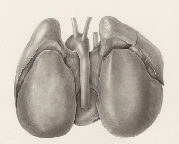 H.G Wetselaar, Heart and adjacent organs