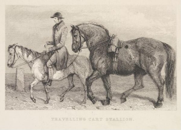 Unknown, Travelling Cart Stallion