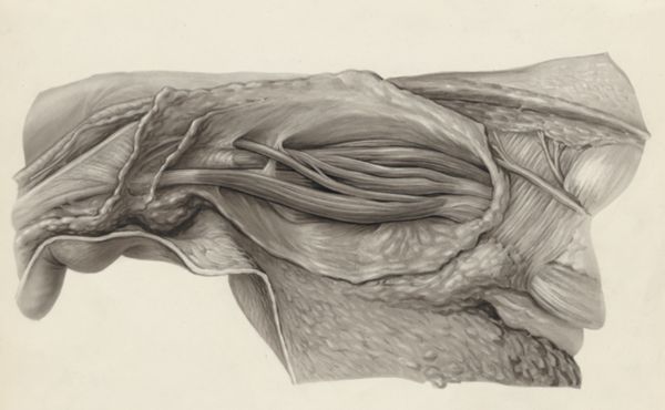 J Tinkelenberg, Human tissue