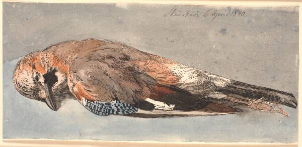 Johan Thomas Lundbye, En død skovskade