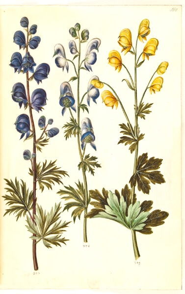 Hans Simon Holtzbecker, Aconitum napellus (?) (ægte stormhat); Aconitum variegatum, evt. Aconitum ×cammarum (?) (broget stormhat, evt. have-stormhat); Aconitum anthora (finbladet stormhat)