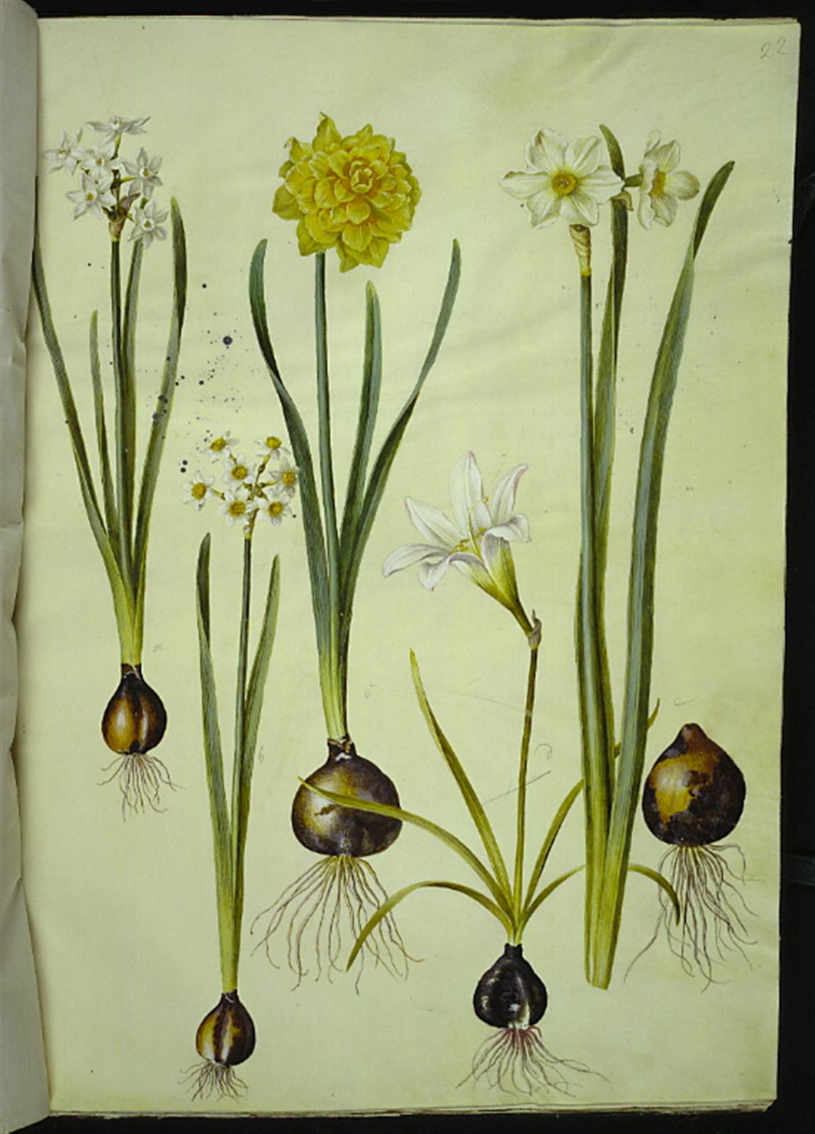 Hans Simon Holtzbecker, Narcissus tazetta (tazet); Narcissus pseudonarcissus (påskelilje); Zephyranthes atamasca (zefyrblomst); Narcissus ? ×incomparabilis (have-narcis)