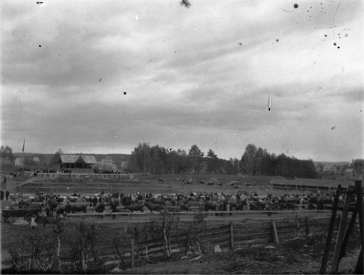 Ragnvald Andersen, Dyreutstilling, fesjå på Utstillingsplassen i Hamar.