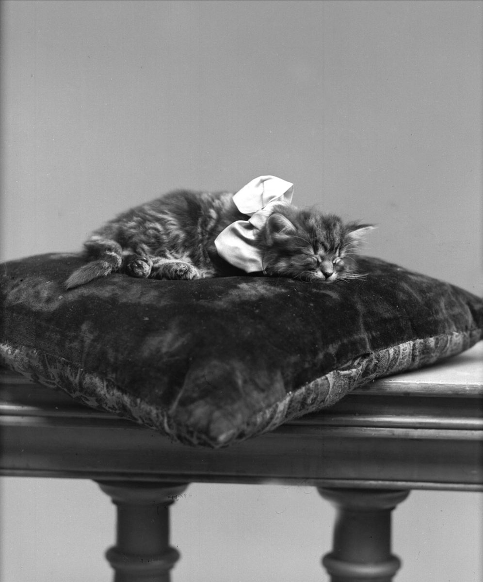 Gustav Borgen, Portrett, Lurende katt på pute, Wilhelmsens katt.