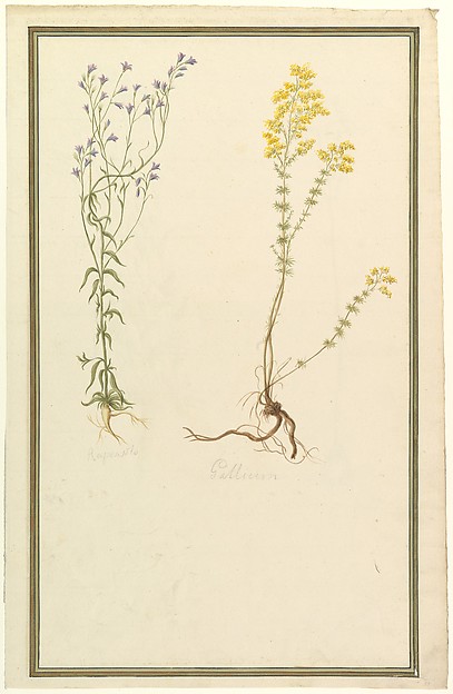 Anonymous, French, 19th century, Botanical Studies