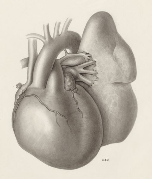 H.G Wetselaar, Heart