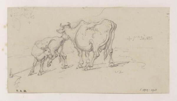 George Chinnery, A cow and calf