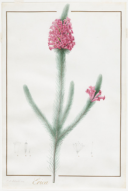 Pierre Joseph Redouté, Erica Fulgida