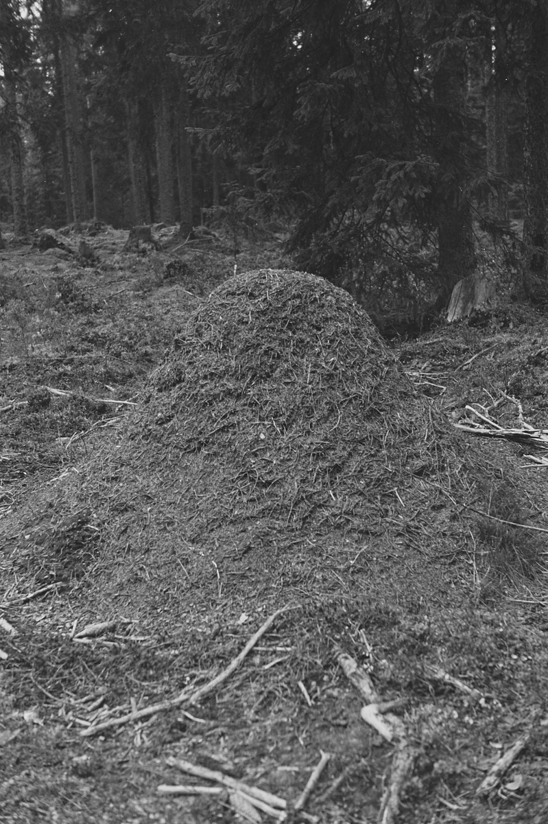 Anders Beer Wilse, Prot: Myrtue