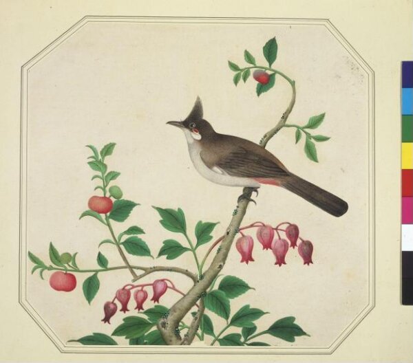 Unknown, Taiwan Yuhina