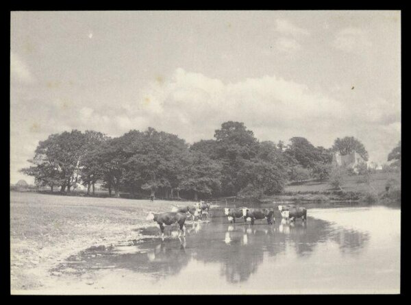 Gale, Lt. Col. Joseph, Cows in a river