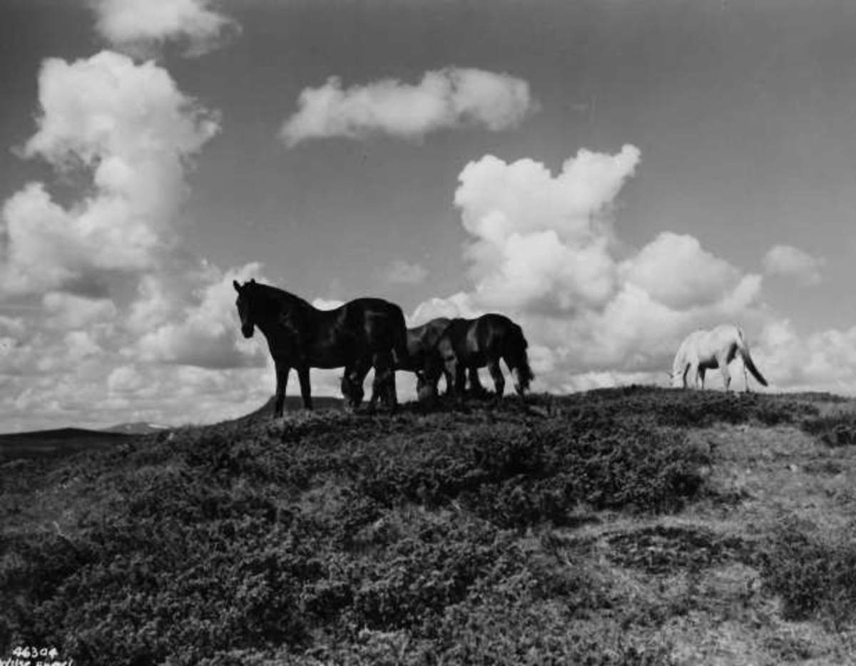 Anders Beer Wilse, -7979