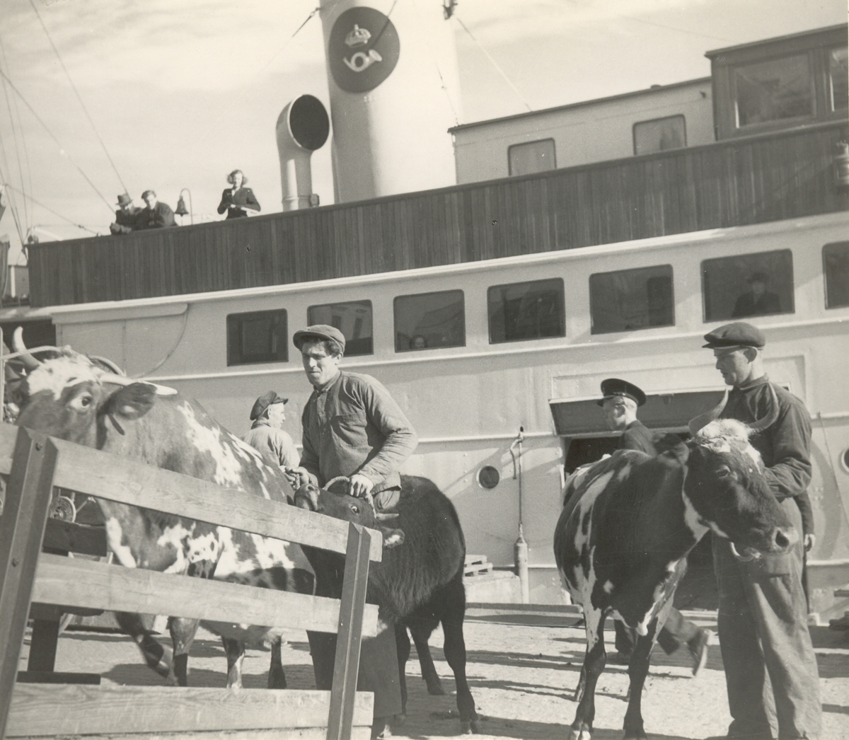 Walter Olson, Ungnöt lossas från postångaren Öland i Kalmar hamn omkring 1939-40.