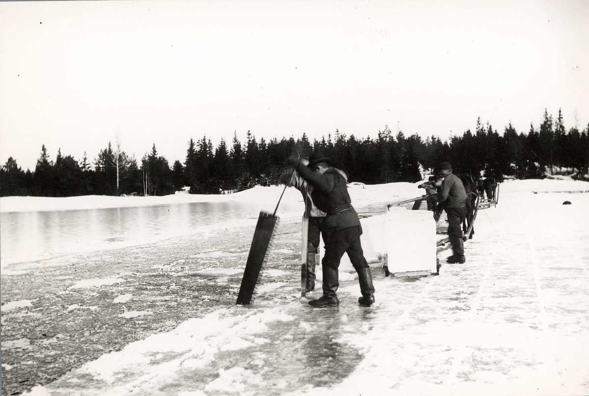 Axel Quinsgaard Wiborg, Isskjæring, Nesodden, Akershus, 1907. Arbeidere på isen med issager, ishaker, med hester klare for å transportere is i bakgrunnen. Fra serie fotografier tatt av iseksportør Axel Quinsgaard Wiborg (d. 1944).