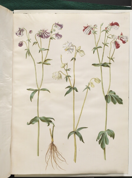 Hans Simon Holtzbecker, Aquilegia vulgaris (almindelig akeleje)