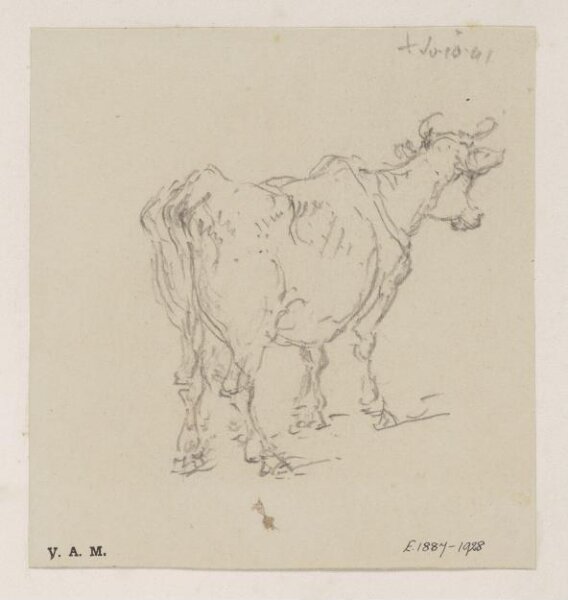 George Chinnery, A study of a cow