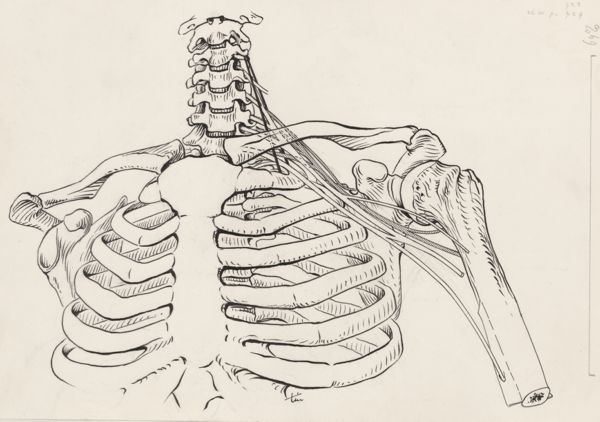 J Tinkelenberg, Arteries running from the neck to the upper arm