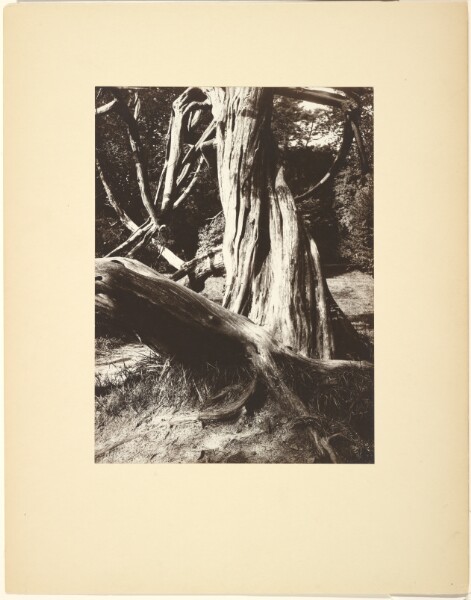 Eugène Atget, [Sapin, Trianon (Pine Tree Trunks at the Trianon)]