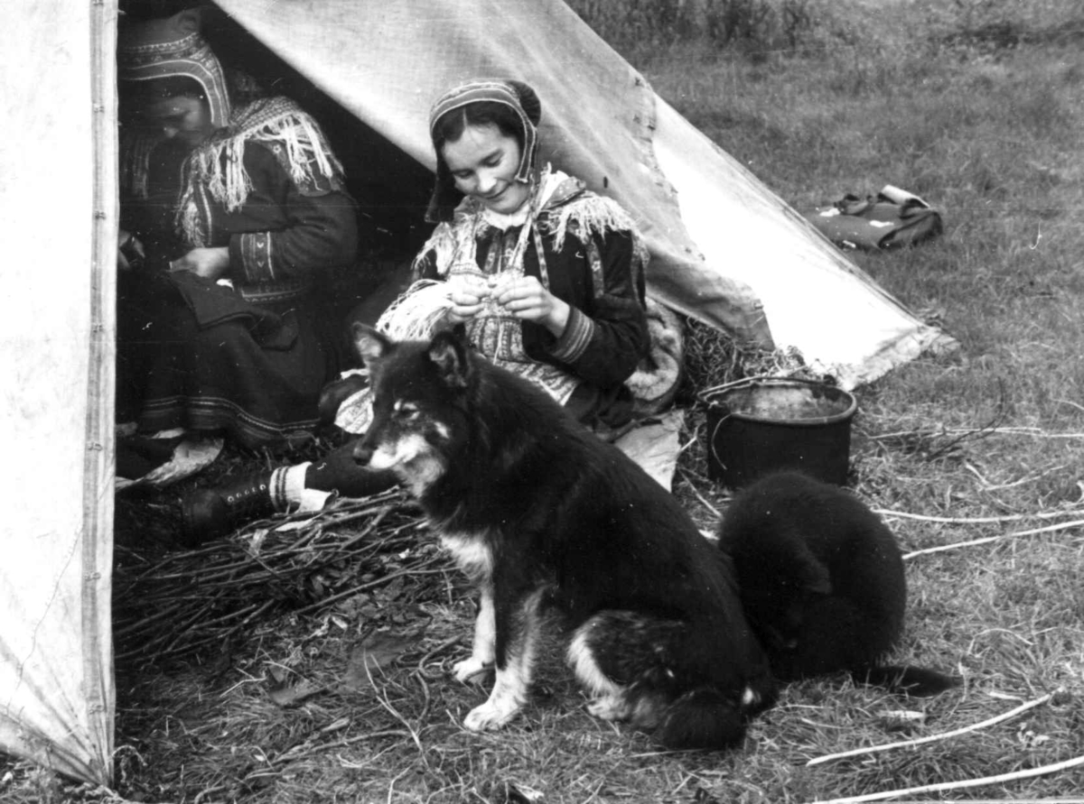 Anna Grostøl, To kvinner i en teltåpning bearbeider skinn. en hund med hvalp i forgrunnen. Olderdalen, Kåfjord, Troms 1947.