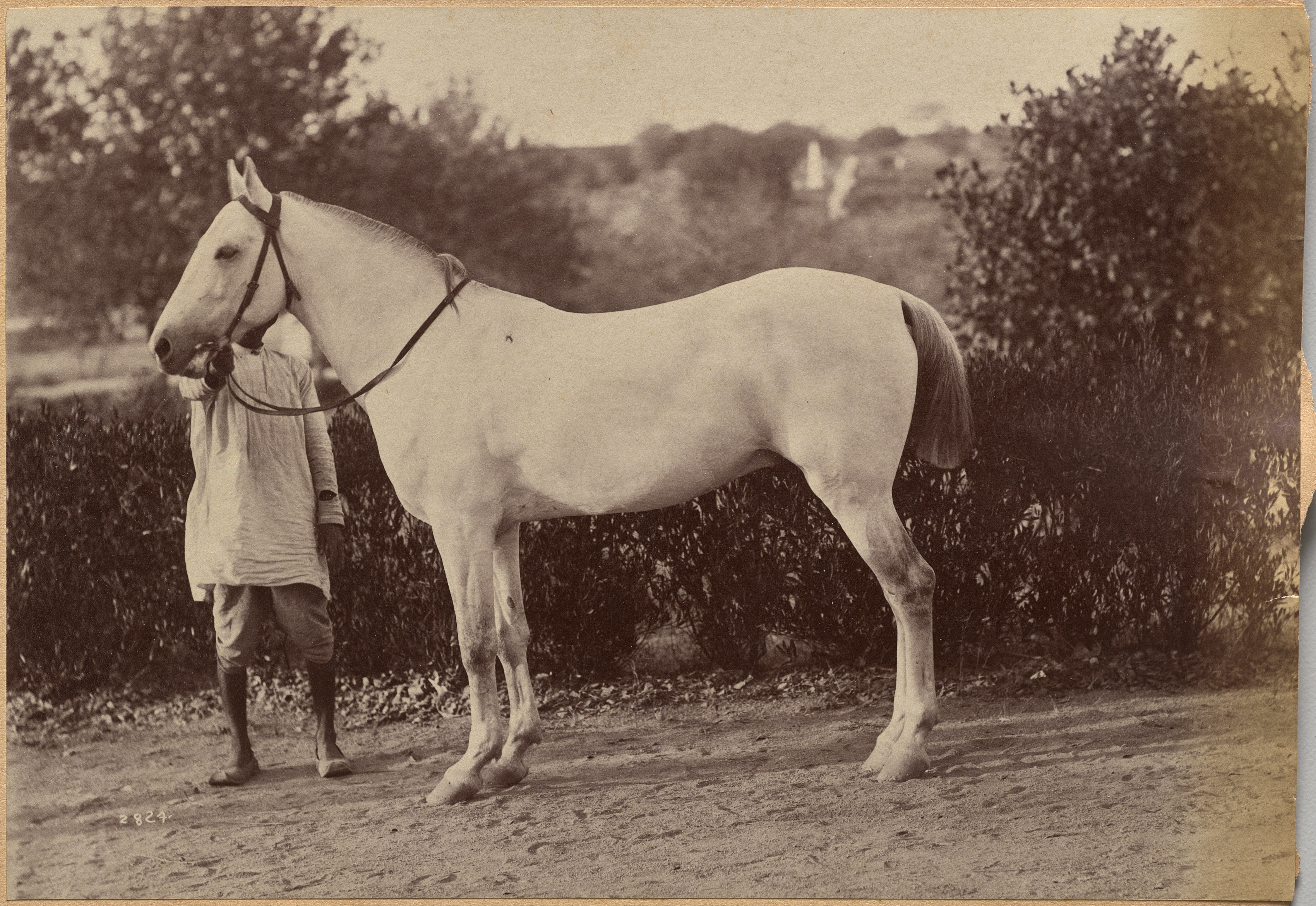 Raja Deen Dayal, Captain Bailward's horse, Jhansi (verso, right)