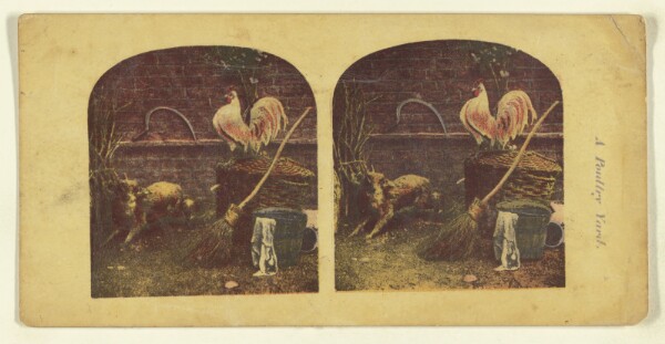 London Stereoscopic and Photographic Company, A Poultry Yard.