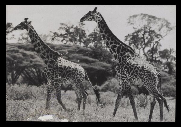 Hinde, John Wilfrid, Two Giraffes