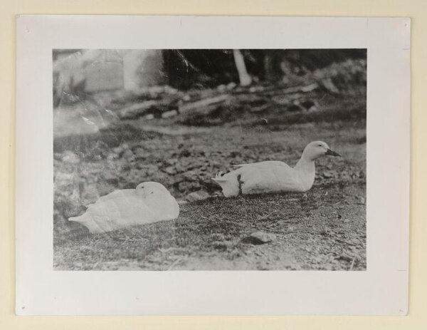 Unknown, Photograph
