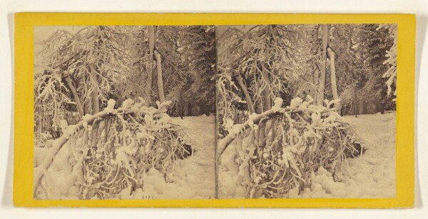 Edward and Henry T. Anthony & Co., Tracery of Winter on Luna Island.