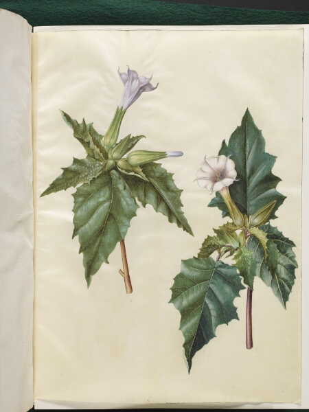 Hans Simon Holtzbecker, Datura stramonium (almindelig pigæble)