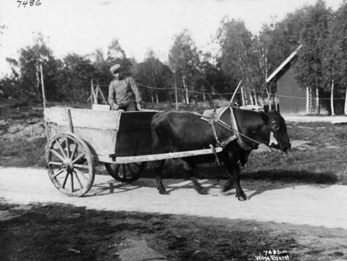 Anders Beer Wilse, -7895