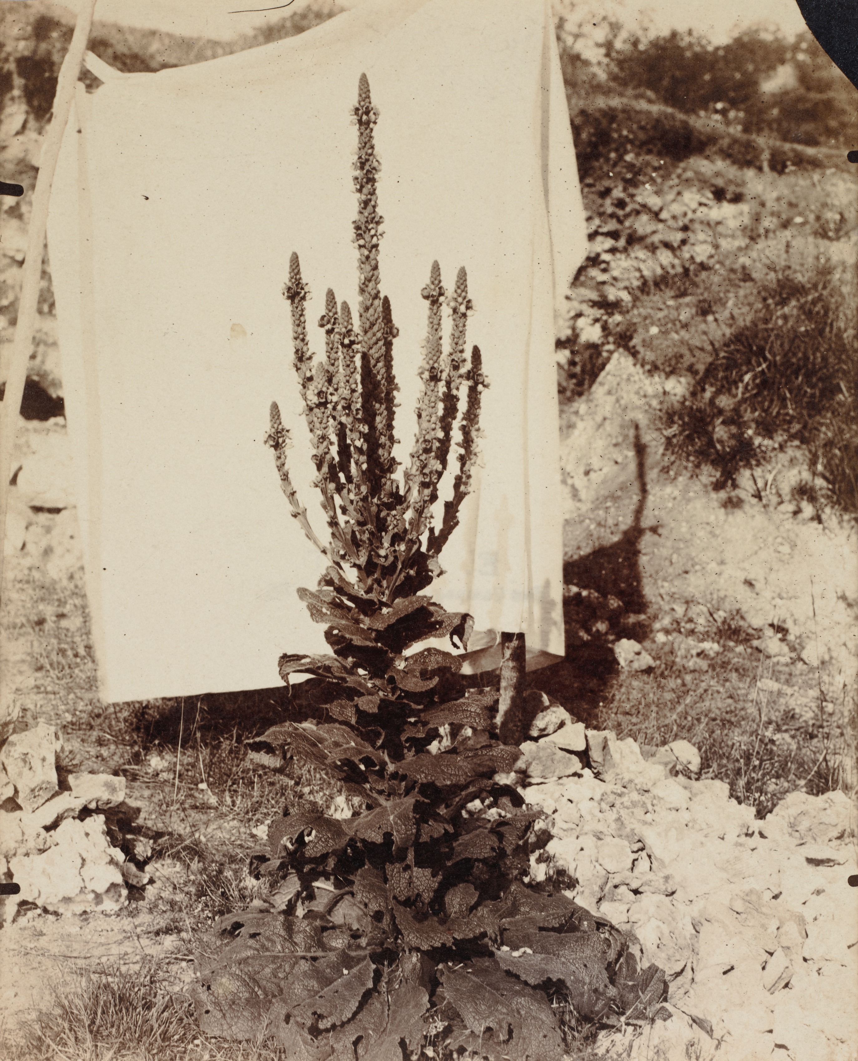 Eugène Atget, Mullein in Bloom