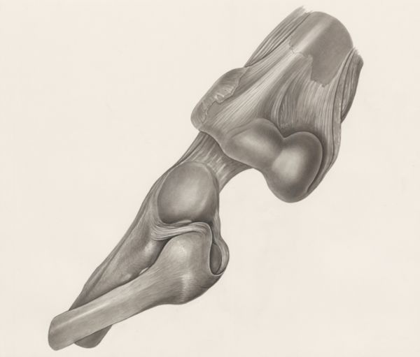 H.G Wetselaar, Muscular tissue of a lizards upper extremities