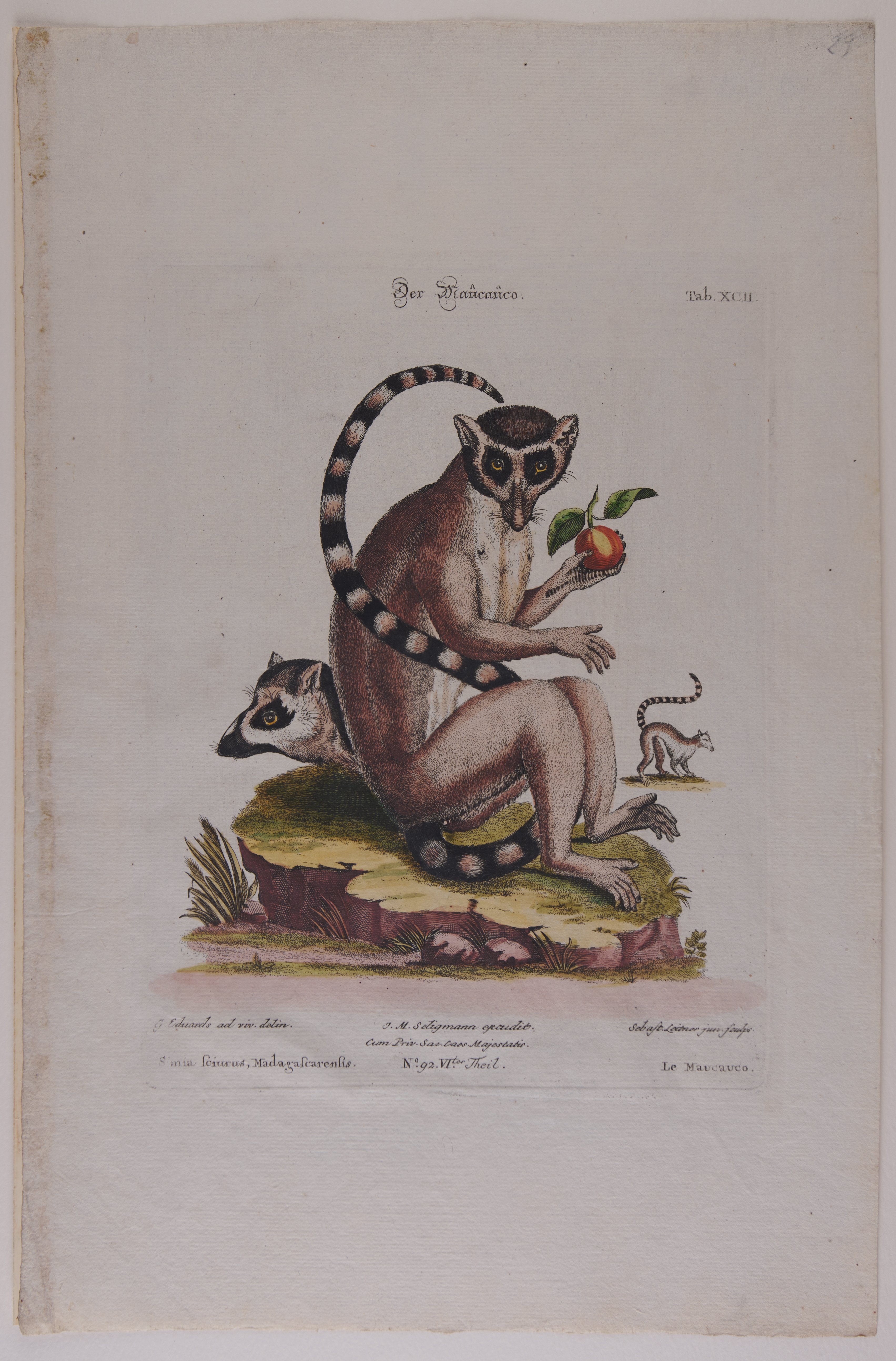 Johann Sebastian Leitner, Der Maucauco, Nachstich aus dem Werk „Gleanings of Natural History“