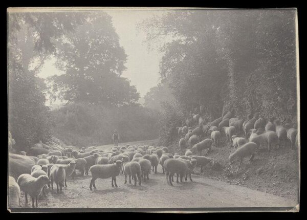 Gale, Lt. Col. Joseph, Sheep and Shepherd