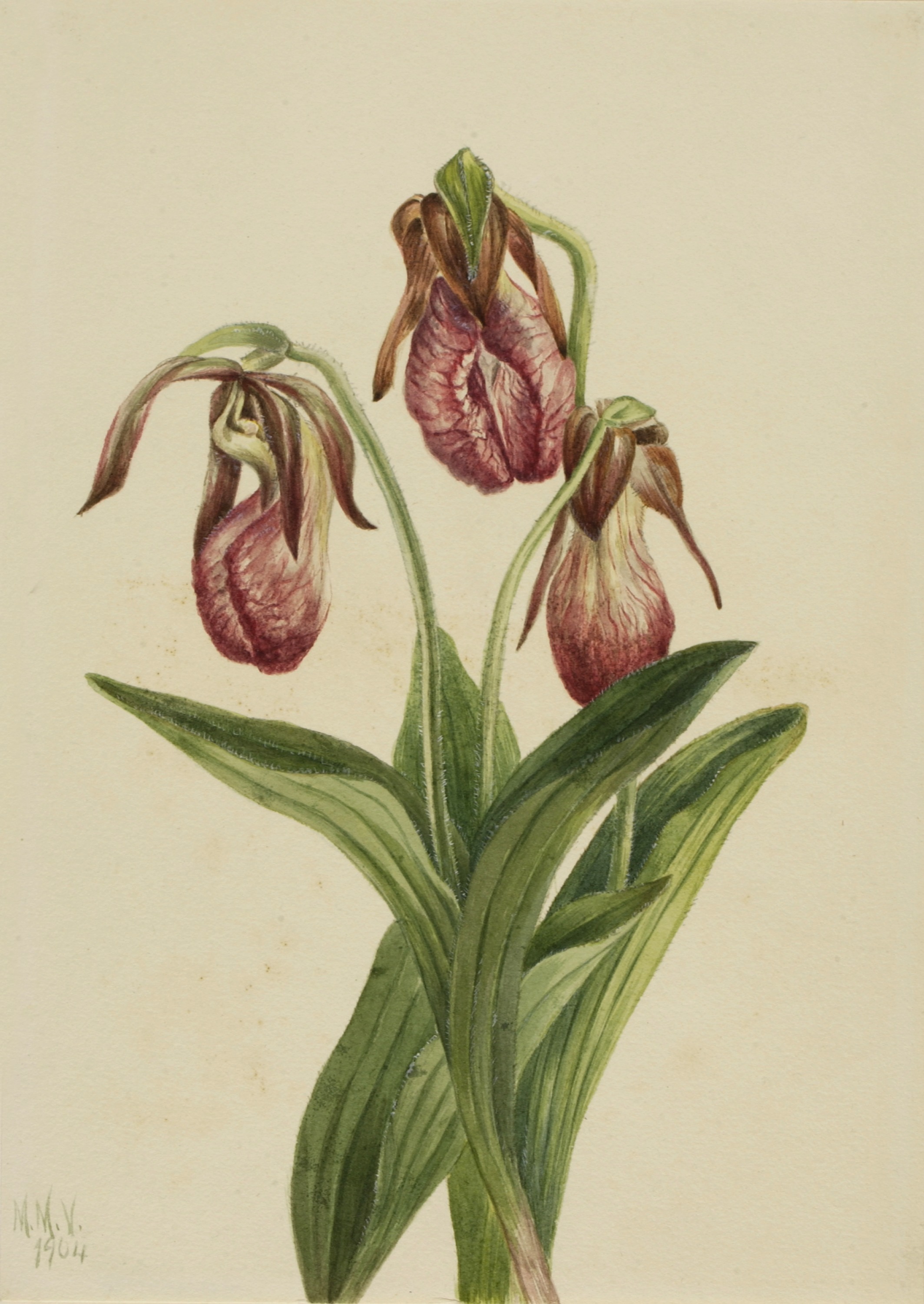 Mary Vaux Walcott, Moccasin Flower (Cypripedium acaule)