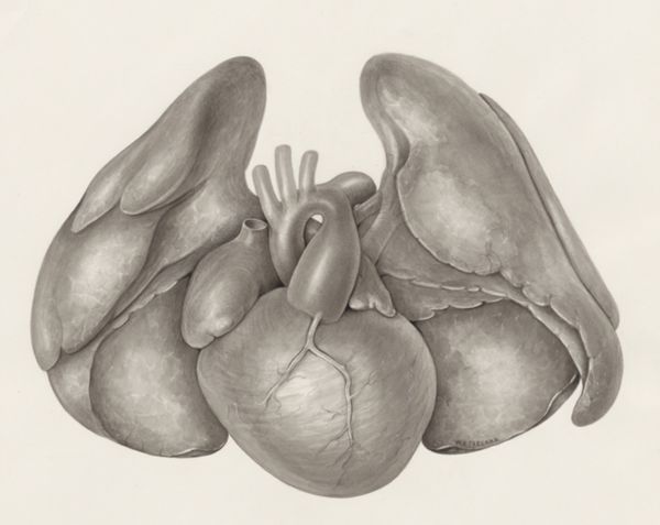 H.G Wetselaar, Heart
