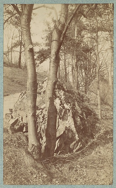 Unknown, [Tree Study]