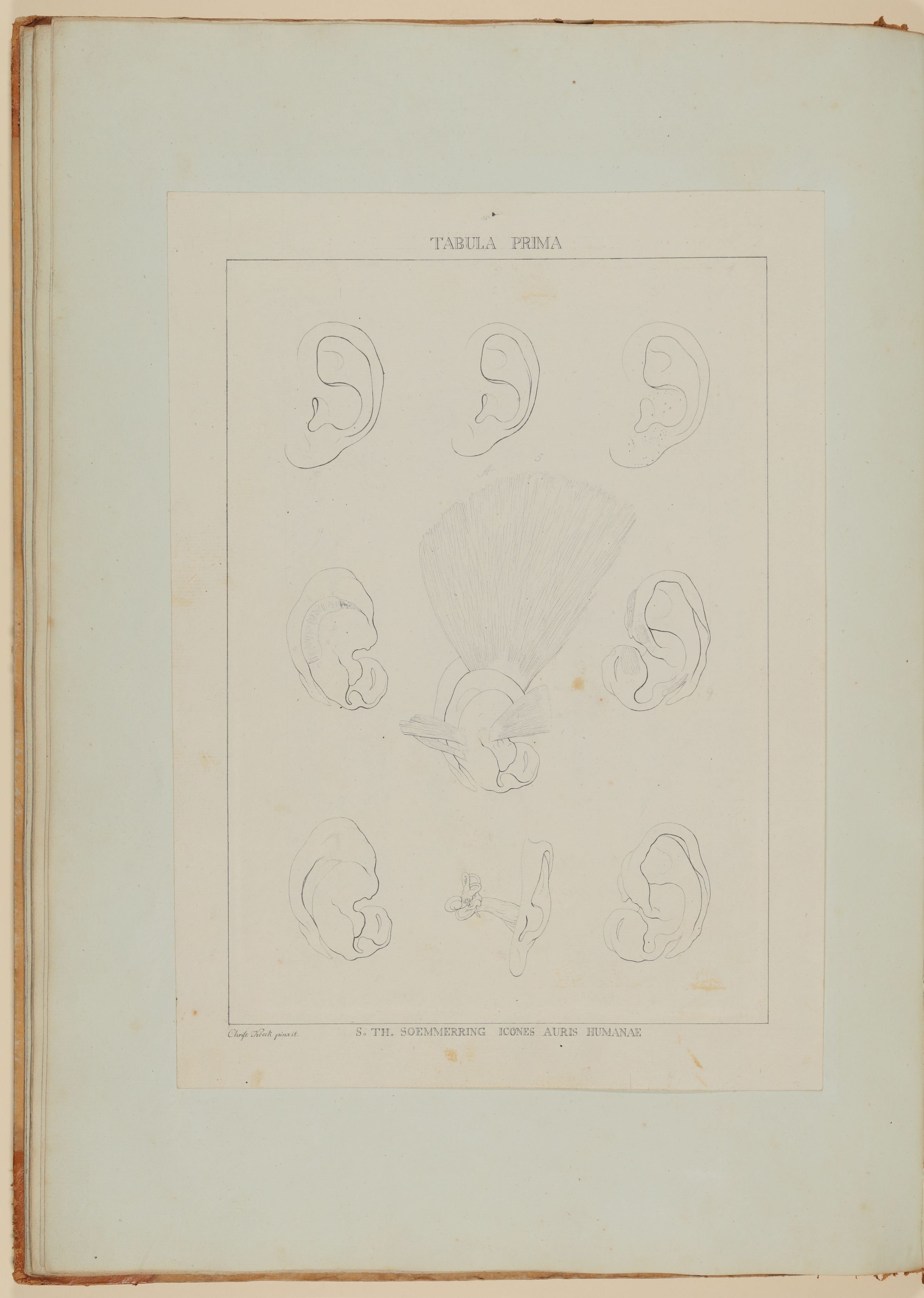 Christian Koeck, Das äußere menschliche Ohr, seine Muskeln sowie der Gehörgang [Vorzeichnung zu Samuel Thomas Soemmerring, Abbildungen des menschlichen Hörorganes, Frankfurt am Main 1806, Tafel I ("linearische" Darstellung)]