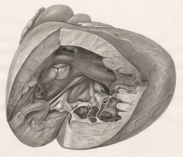 H.G Wetselaar, Heart