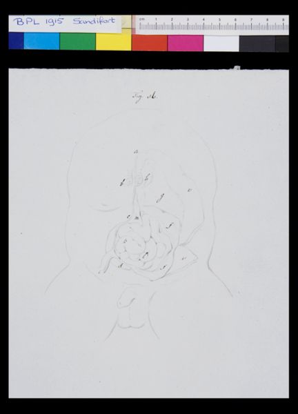 Gerard Sandifort, Abdomen, organs (legend)