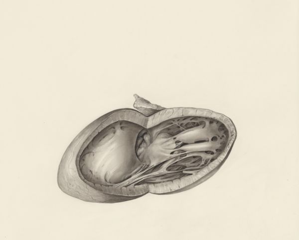 H.G Wetselaar, Cross section of a heart