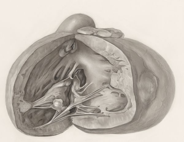 H.G Wetselaar, Heart