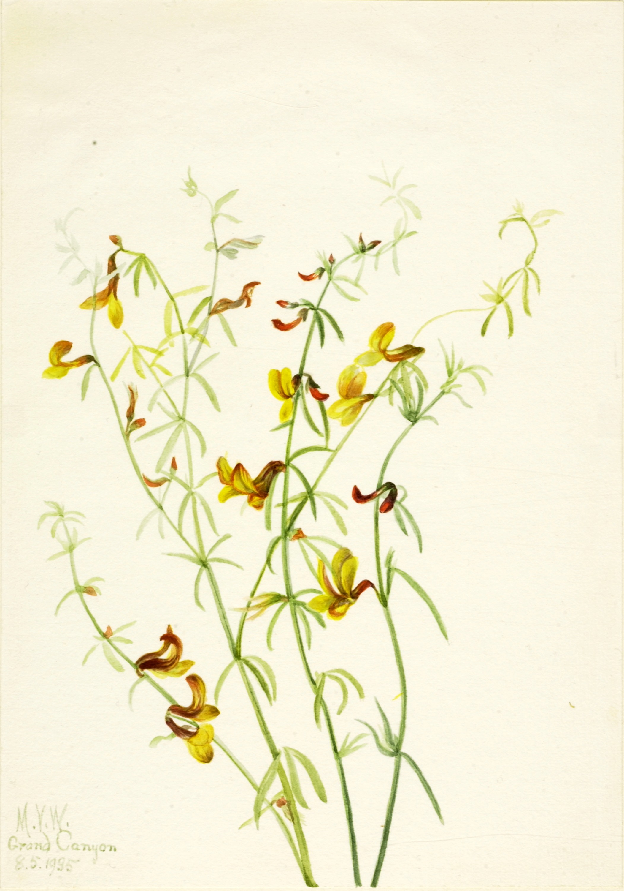Mary Vaux Walcott, Lotus puberulus