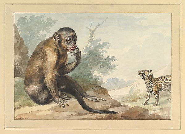 Aert Schouman, A Monkey Sitting on a Rock Looking at a Civet